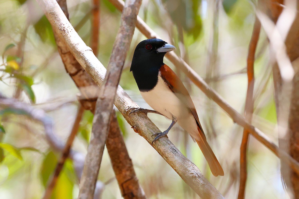 Rufous Vanga - ML646911983