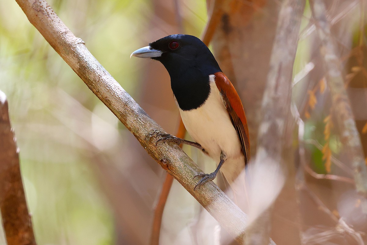 Rufous Vanga - ML646911984