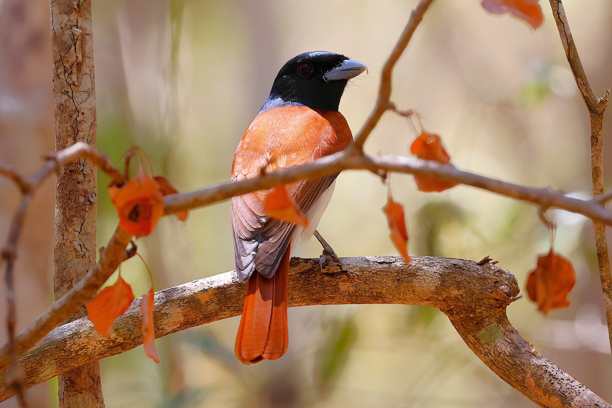 Rufous Vanga - ML646911985