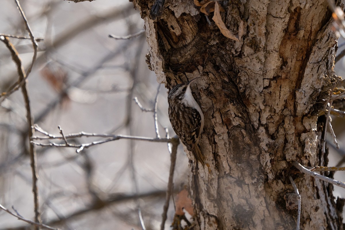 Brown Creeper - ML646911986