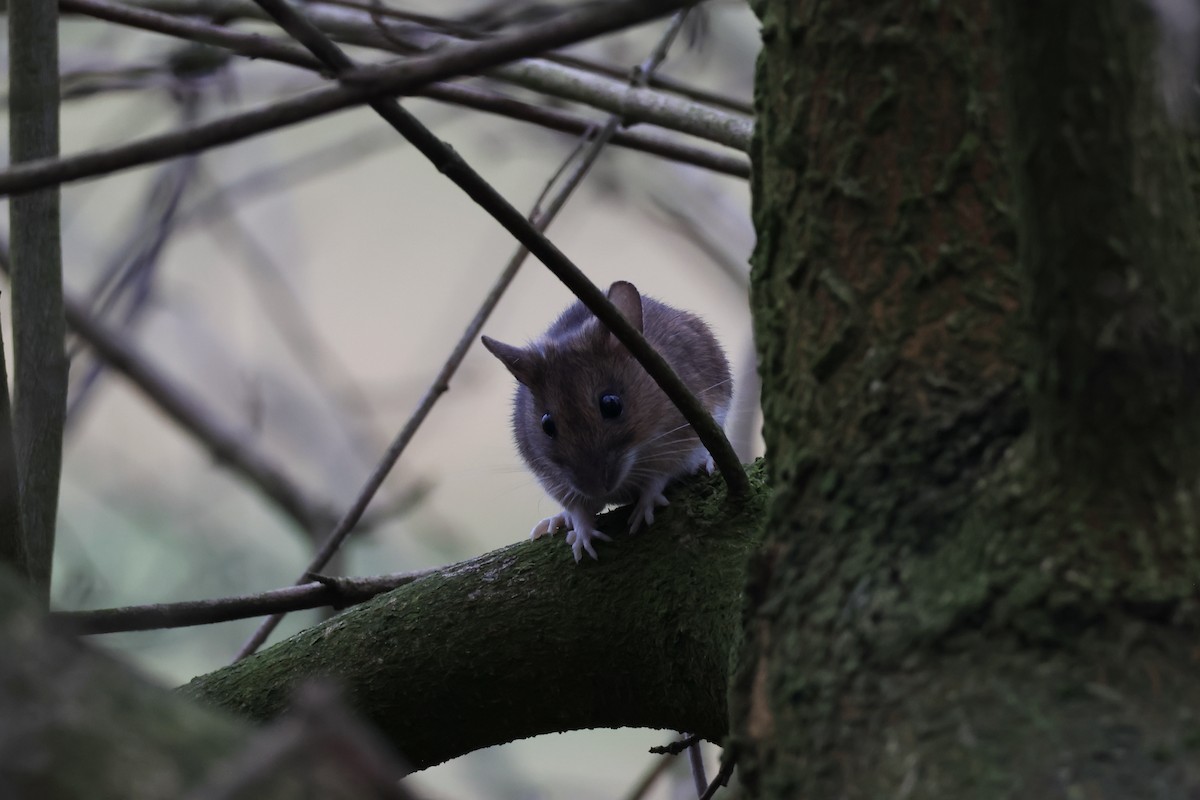 European Wood Mouse - ML646911997