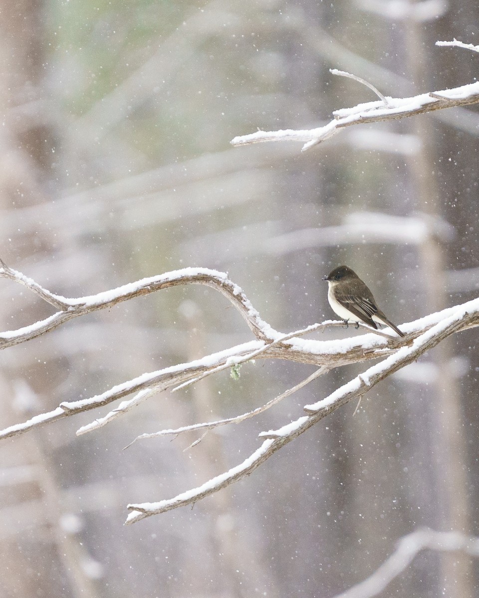 Eastern Phoebe - ML646912016