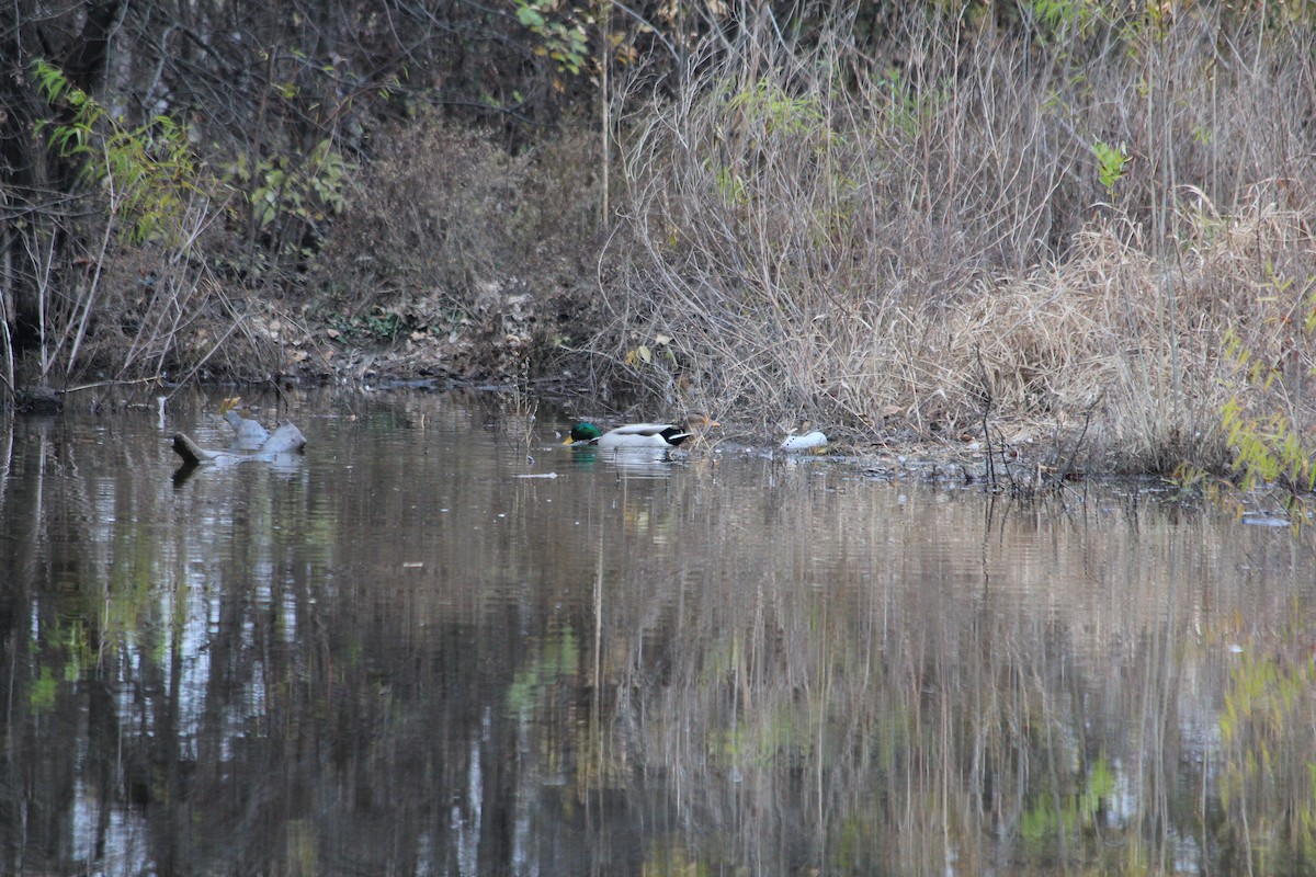Mallard - ML646912018