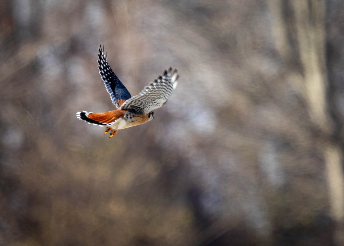 Cernícalo Americano - ML646912019