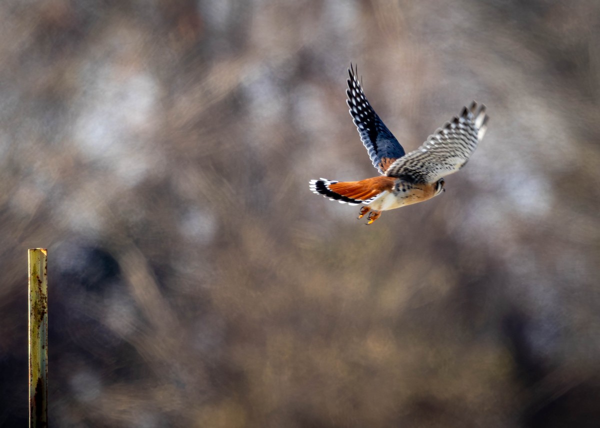 Cernícalo Americano - ML646912020