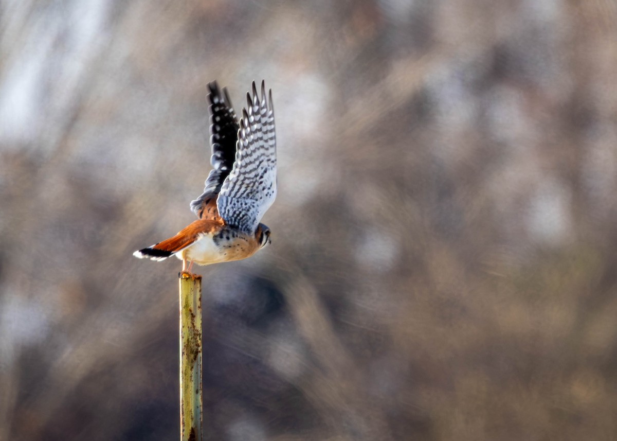 Cernícalo Americano - ML646912021