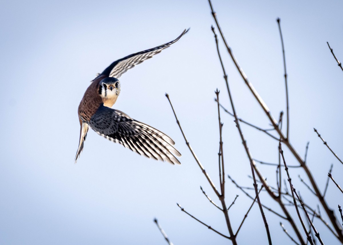 Cernícalo Americano - ML646912025