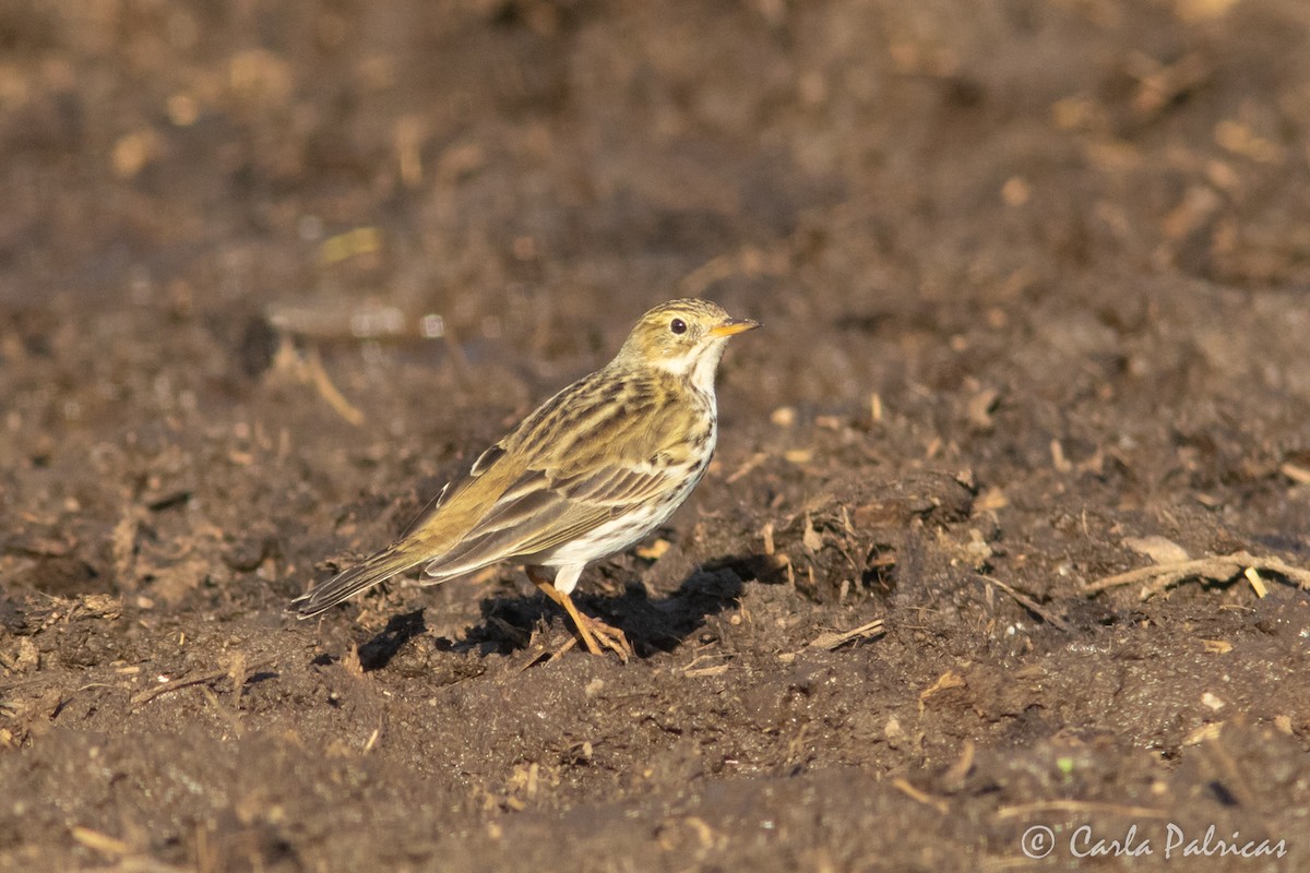 草地鷚 - ML646912028