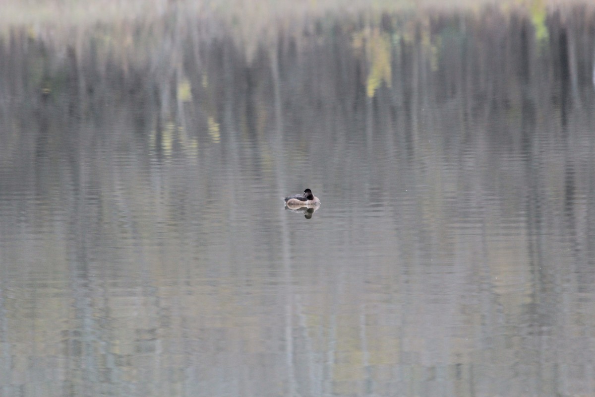 Ring-necked Duck - ML646912029