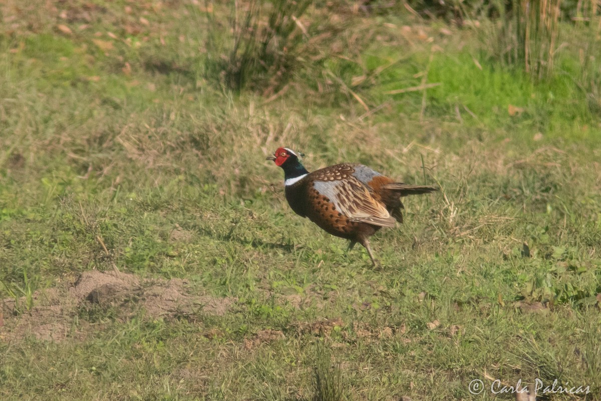 環頸雉 - ML646912034