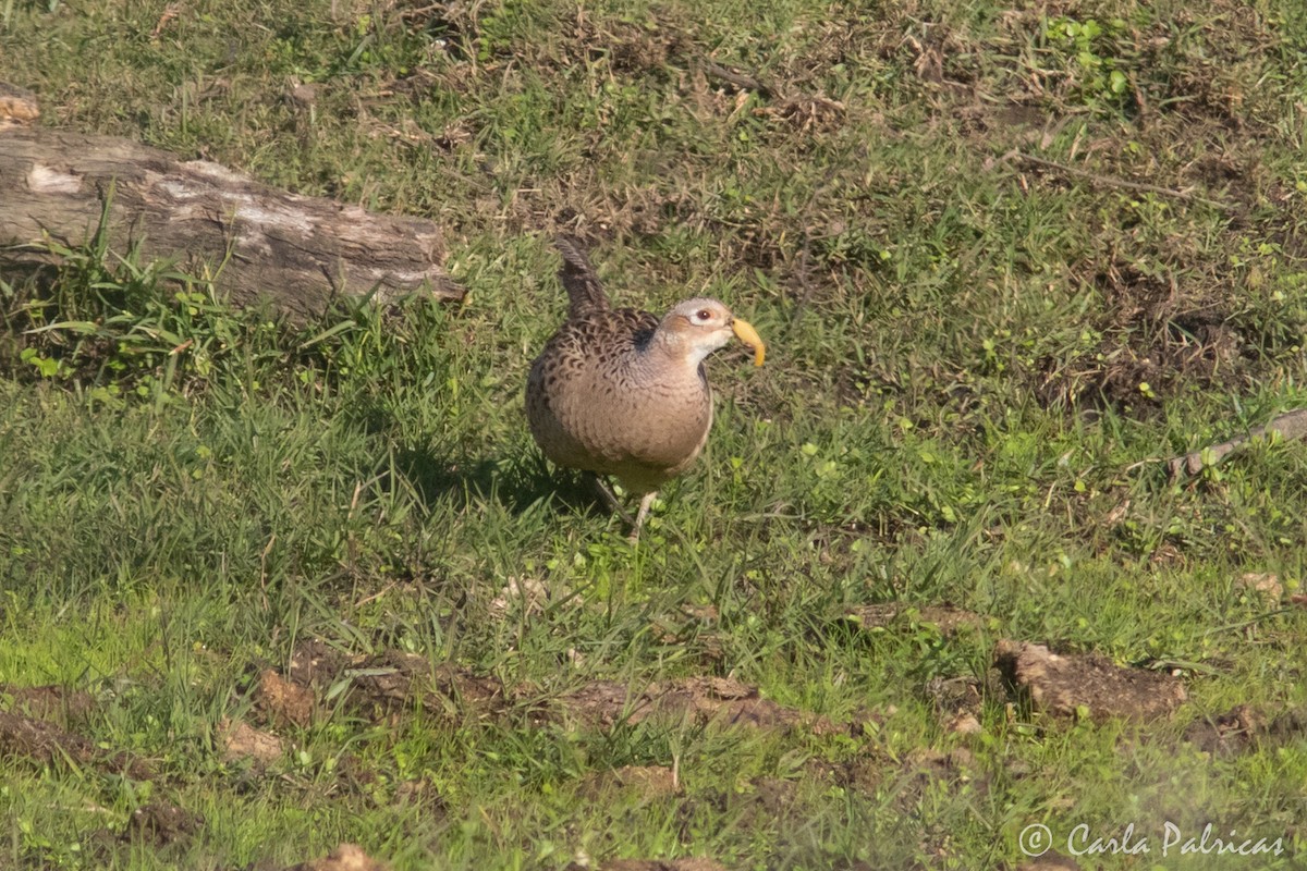 環頸雉 - ML646912036