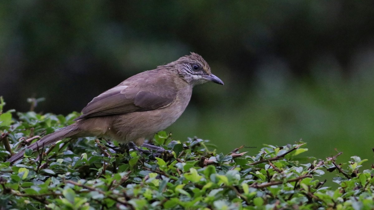 Streak-eared Bulbul - ML646912040
