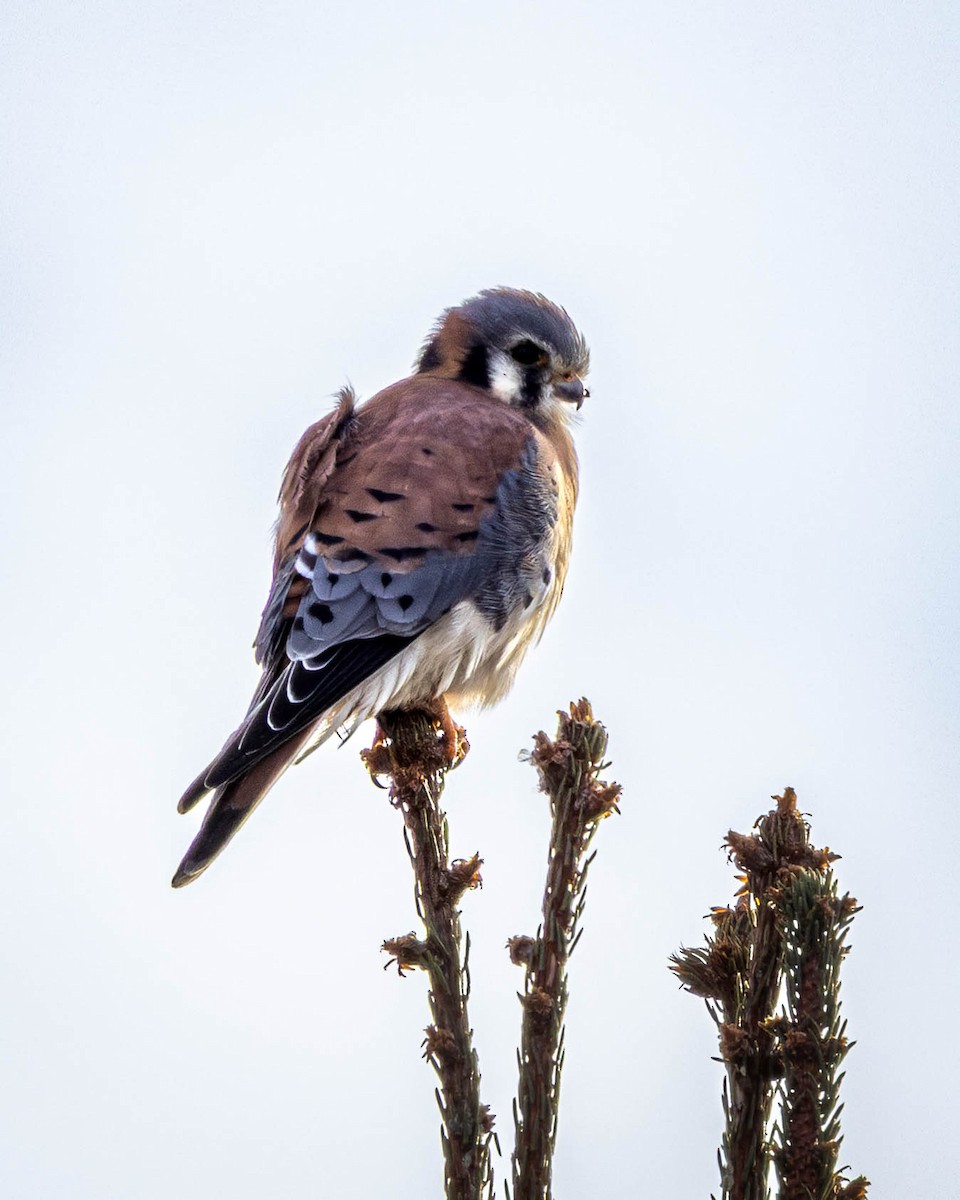 Cernícalo Americano - ML646912044