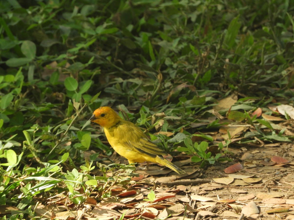 Saffron Finch - ML646912052