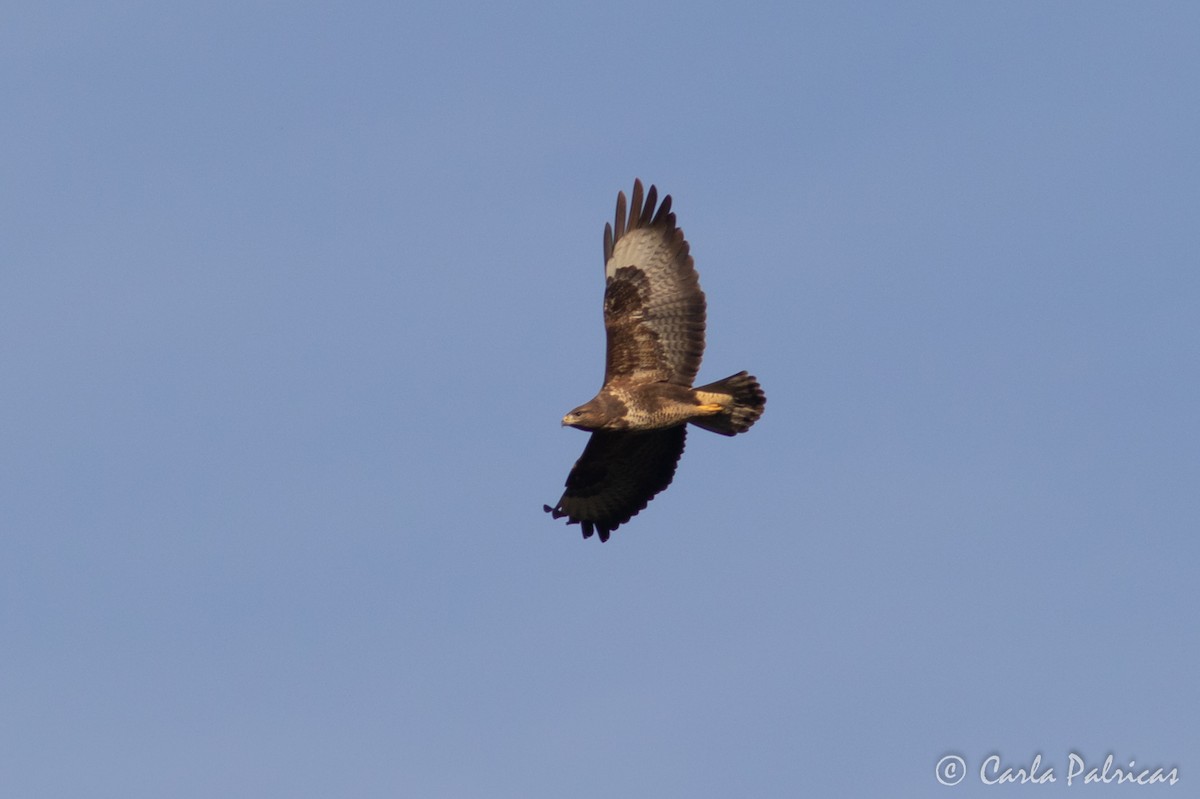 歐亞鵟 - ML646912053