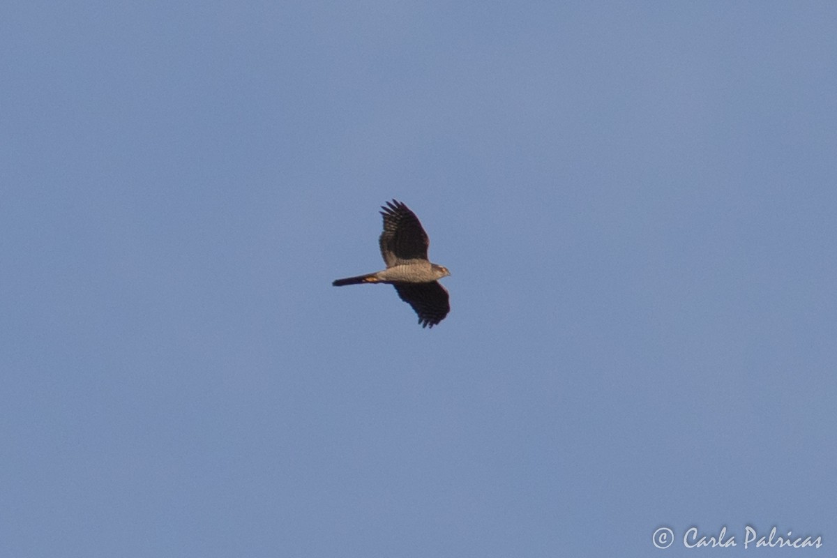 北雀鷹 - ML646912058