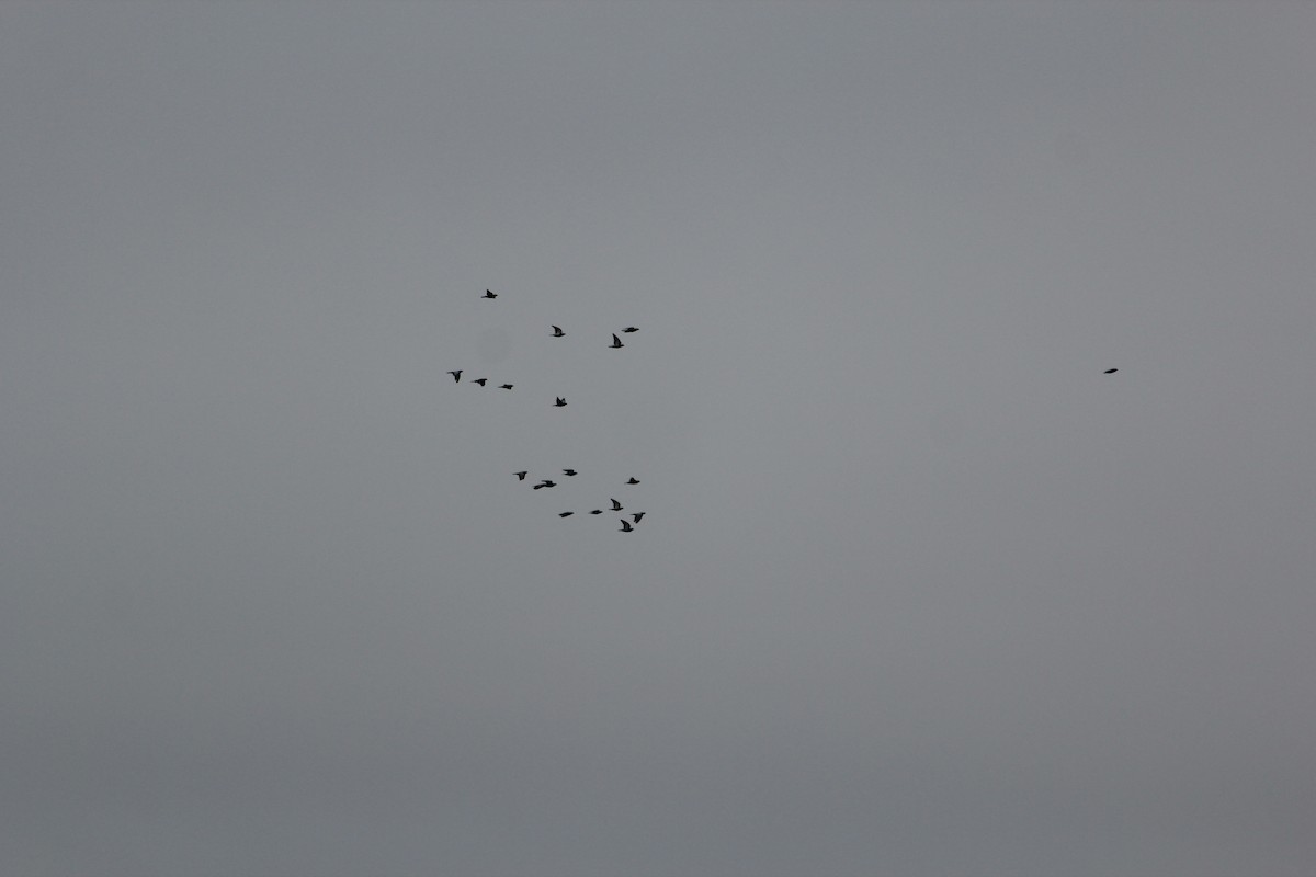 Rock Pigeon (Feral Pigeon) - ML646912061