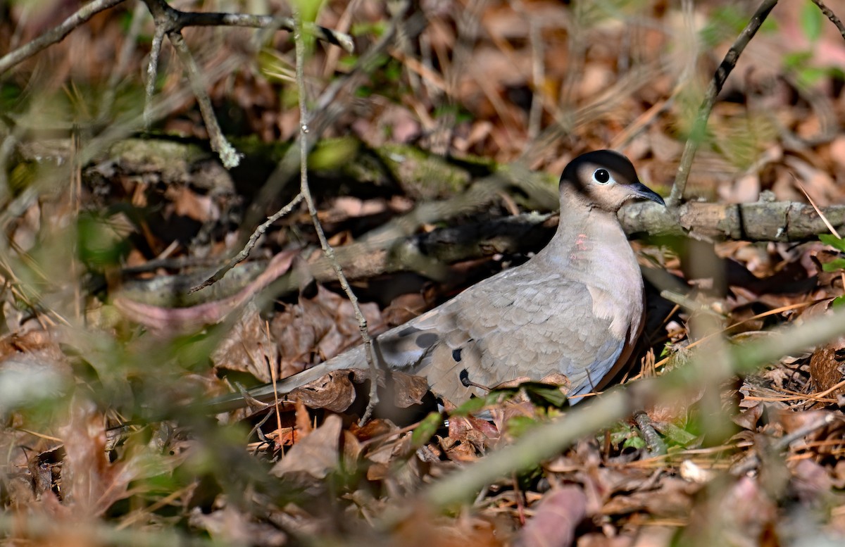 Плачущая горлица - ML646912062