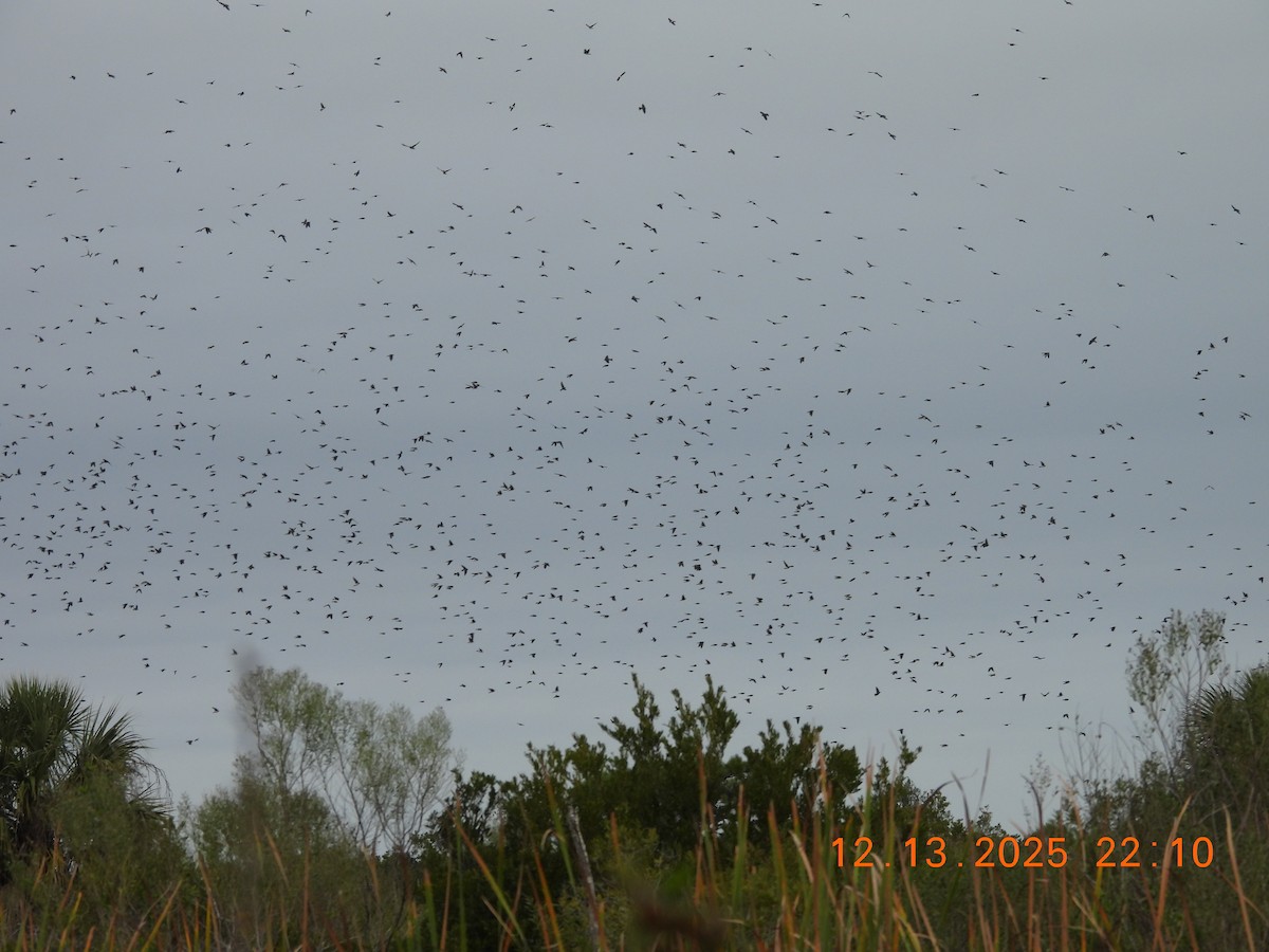 Tree Swallow - ML646912063