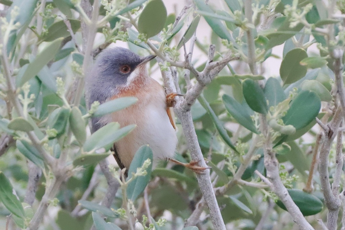 Balkan-Bartgrasmücke - ML646912073