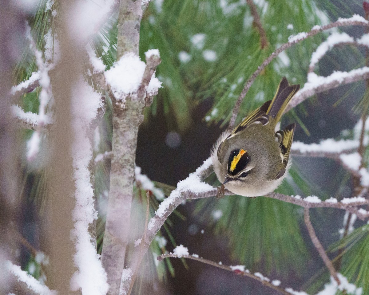 Golden-crowned Kinglet - ML646912079