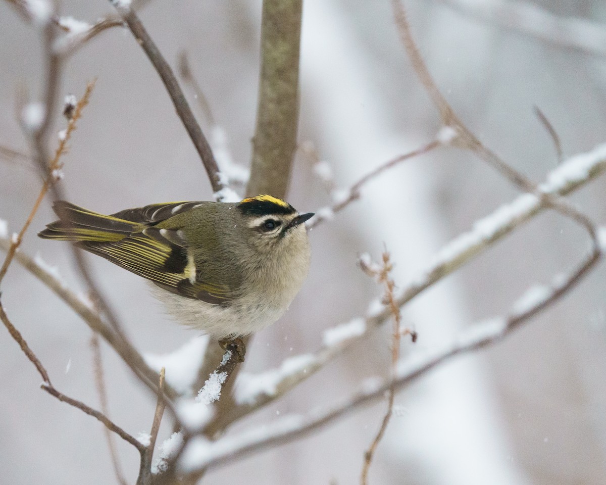 Golden-crowned Kinglet - ML646912080
