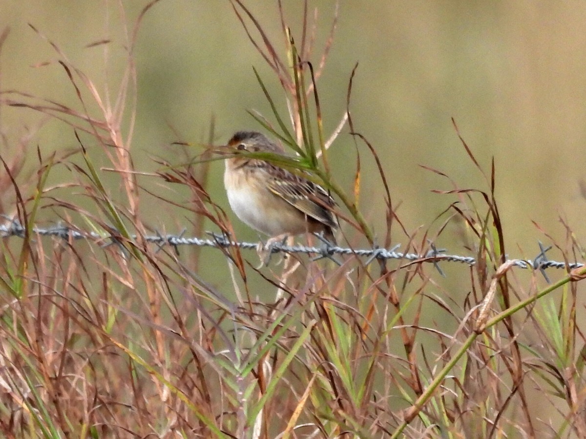 Grasshopper Sparrow - ML646912081