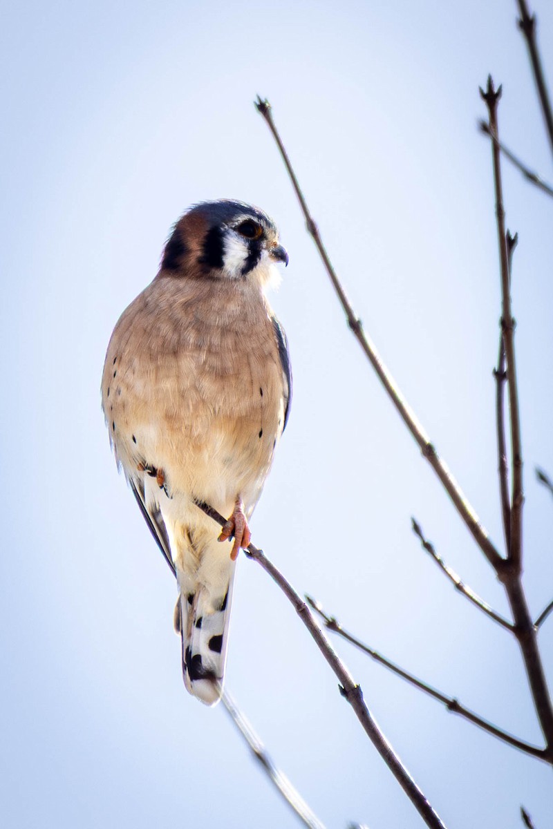 Cernícalo Americano - ML646912083