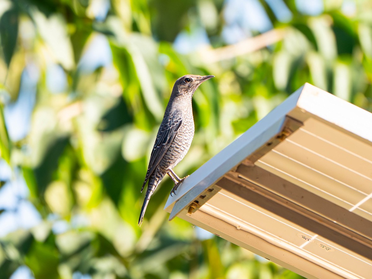 Blue Rock-Thrush - ML646912084