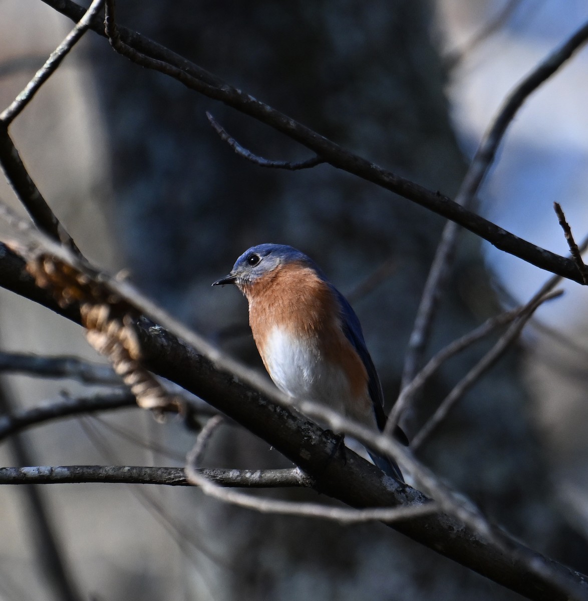 Восточная сиалия - ML646912085