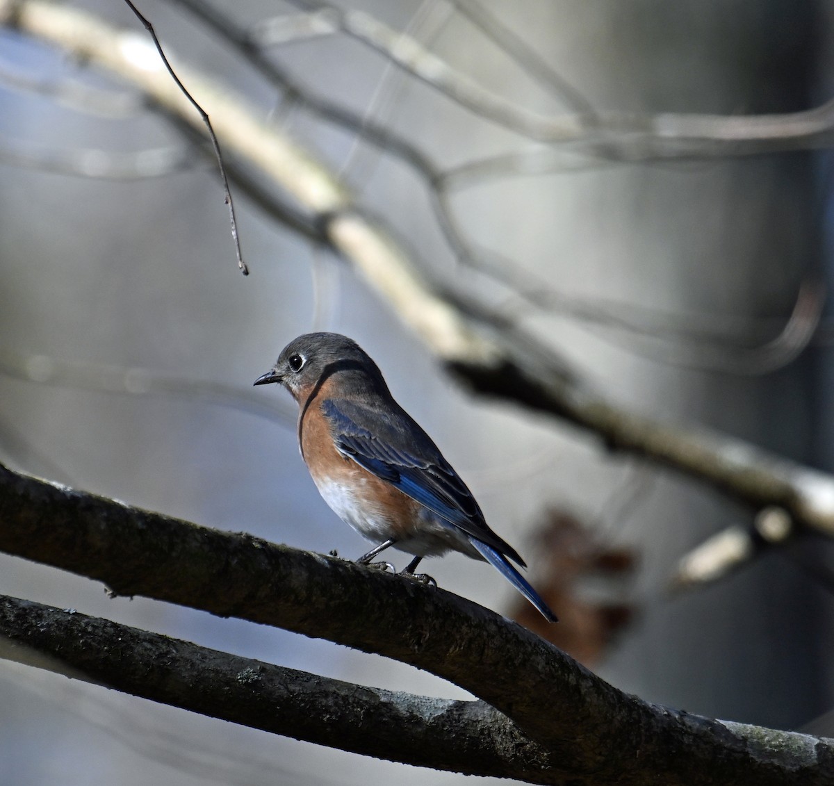 Восточная сиалия - ML646912086