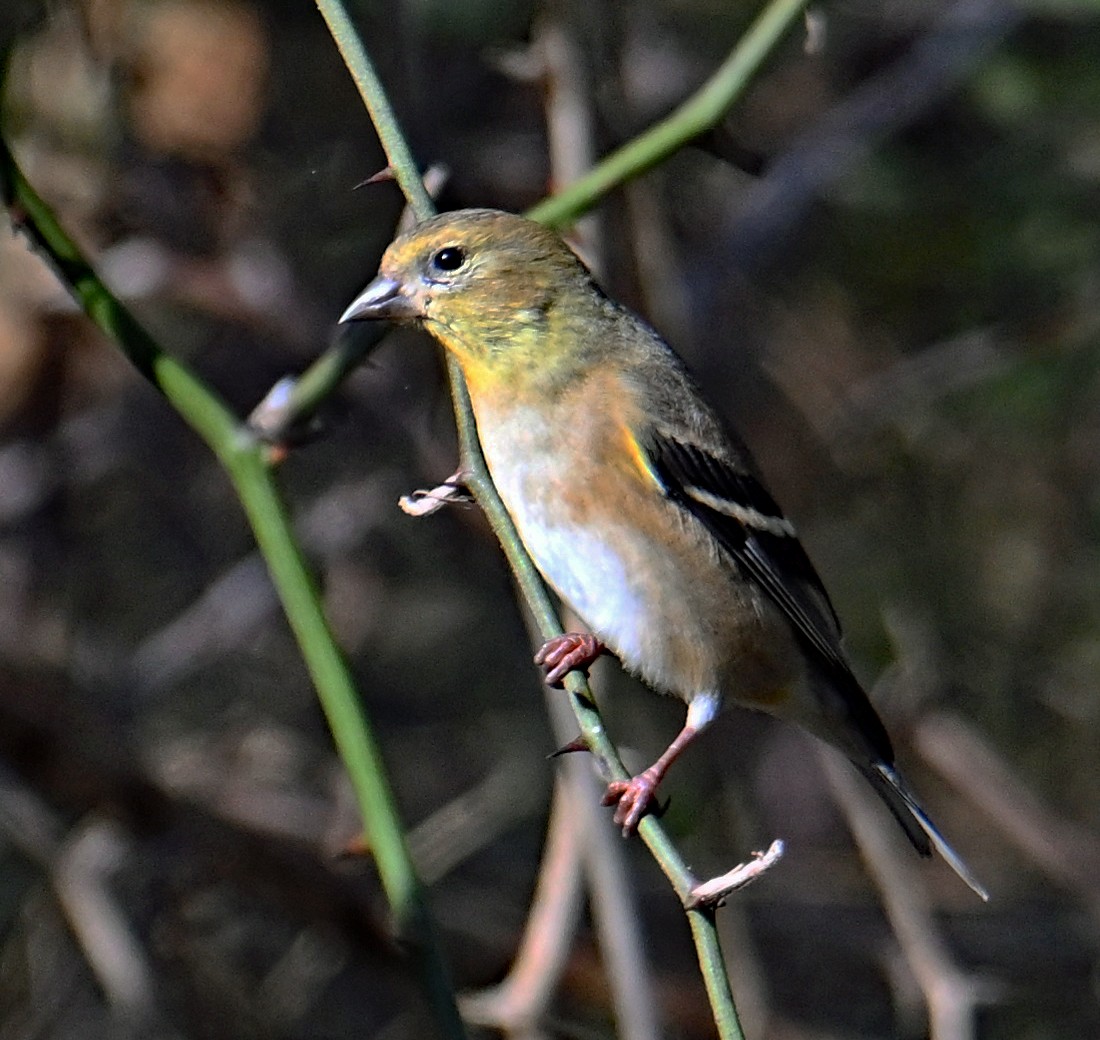 Американский чиж - ML646912091