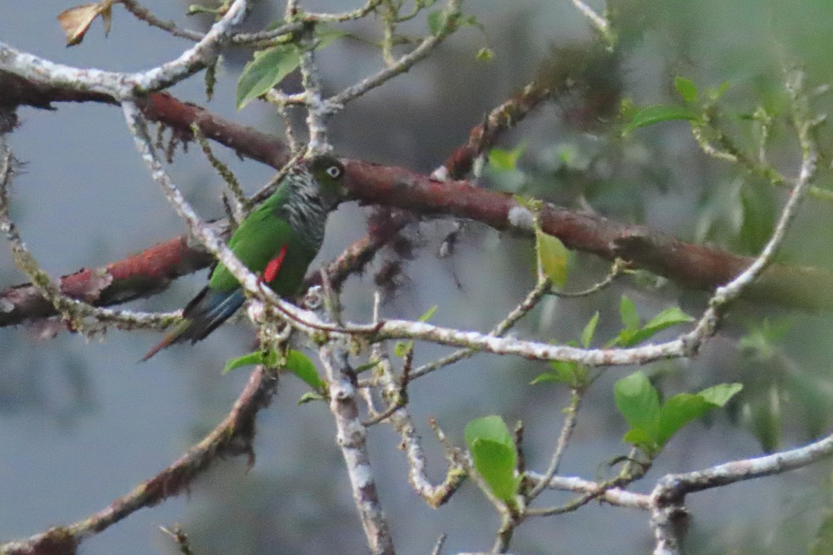 Maroon-tailed Parakeet - ML646912093