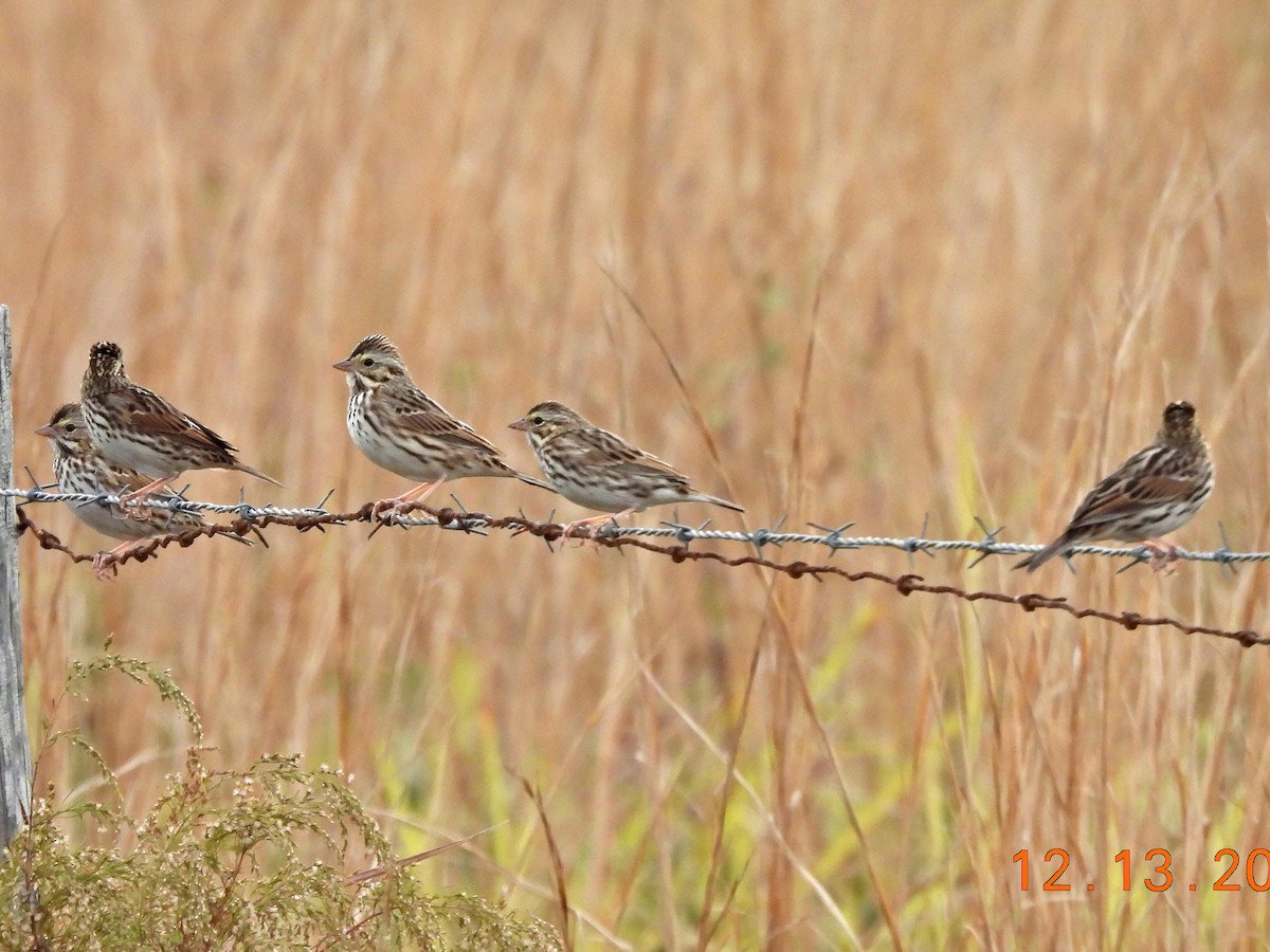 Savannah Sparrow - ML646912095