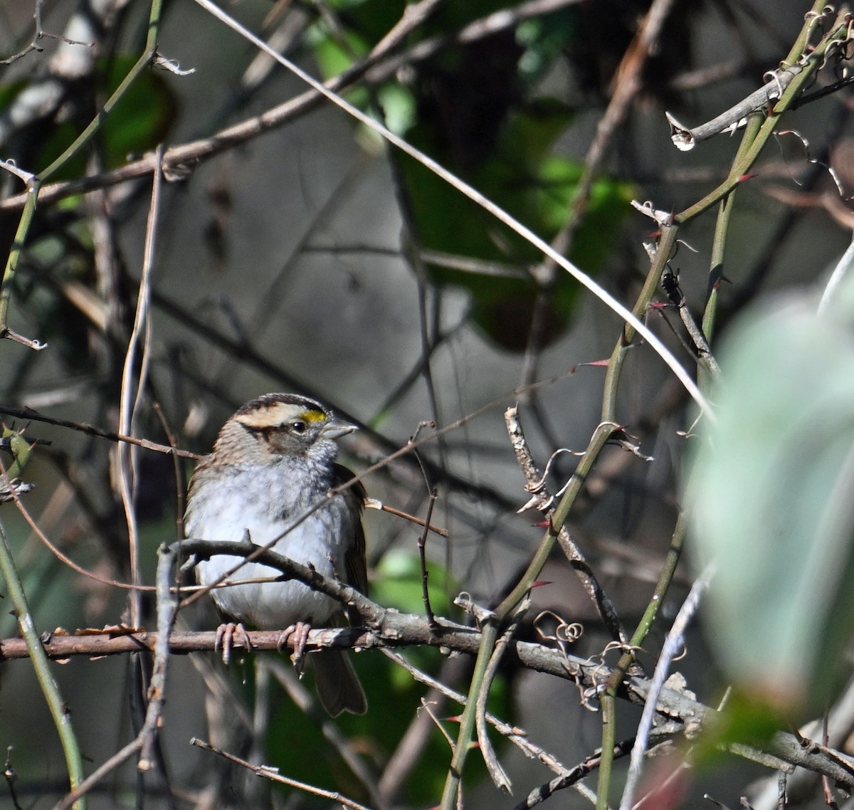 Белогорлая зонотрихия - ML646912096