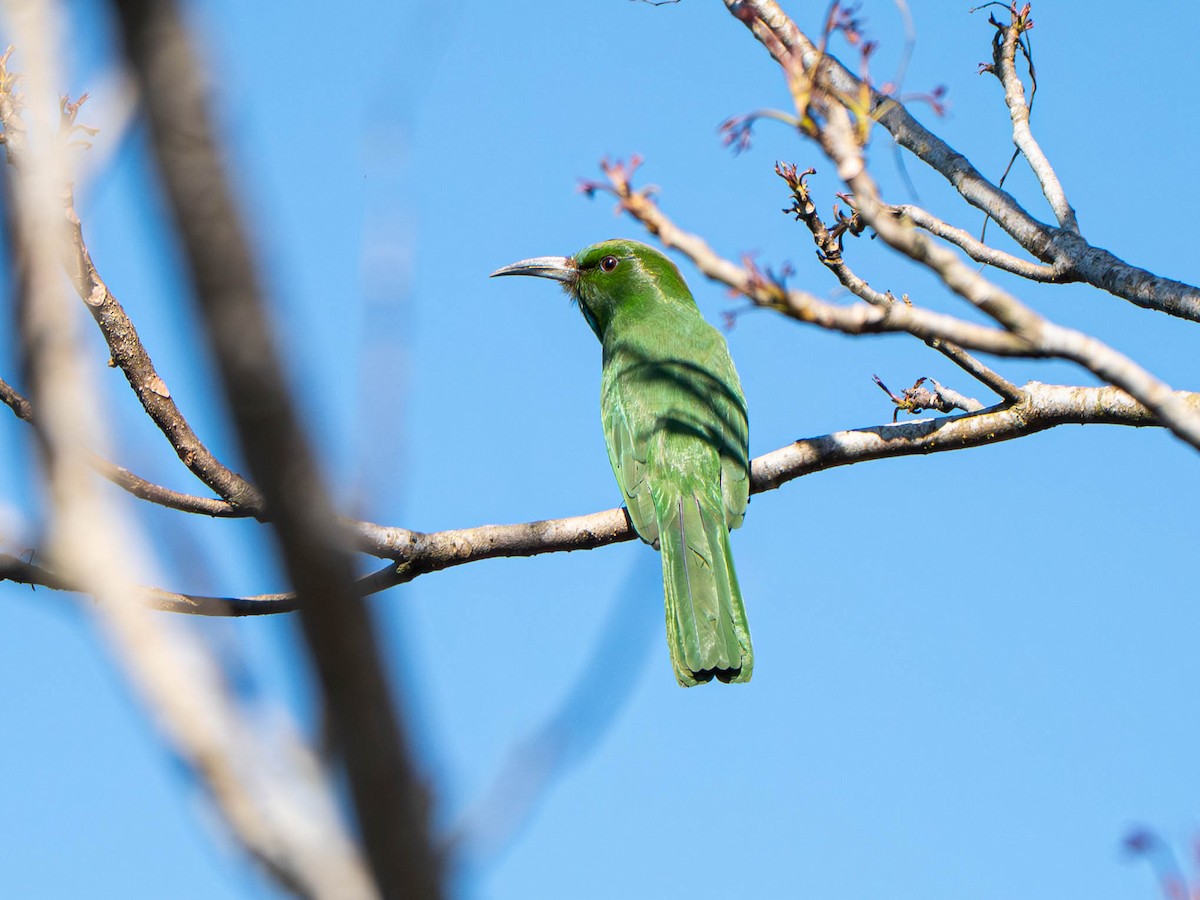 Blue-bearded Bee-eater - ML646912104