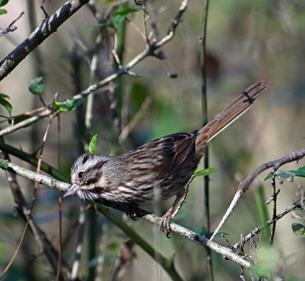 Певчая овсянка - ML646912112