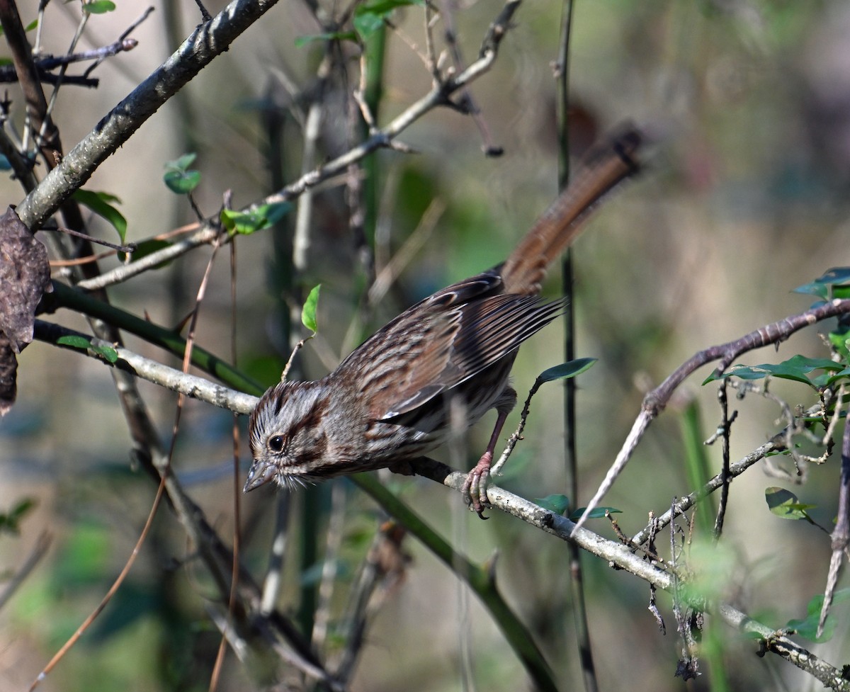 Певчая овсянка - ML646912113
