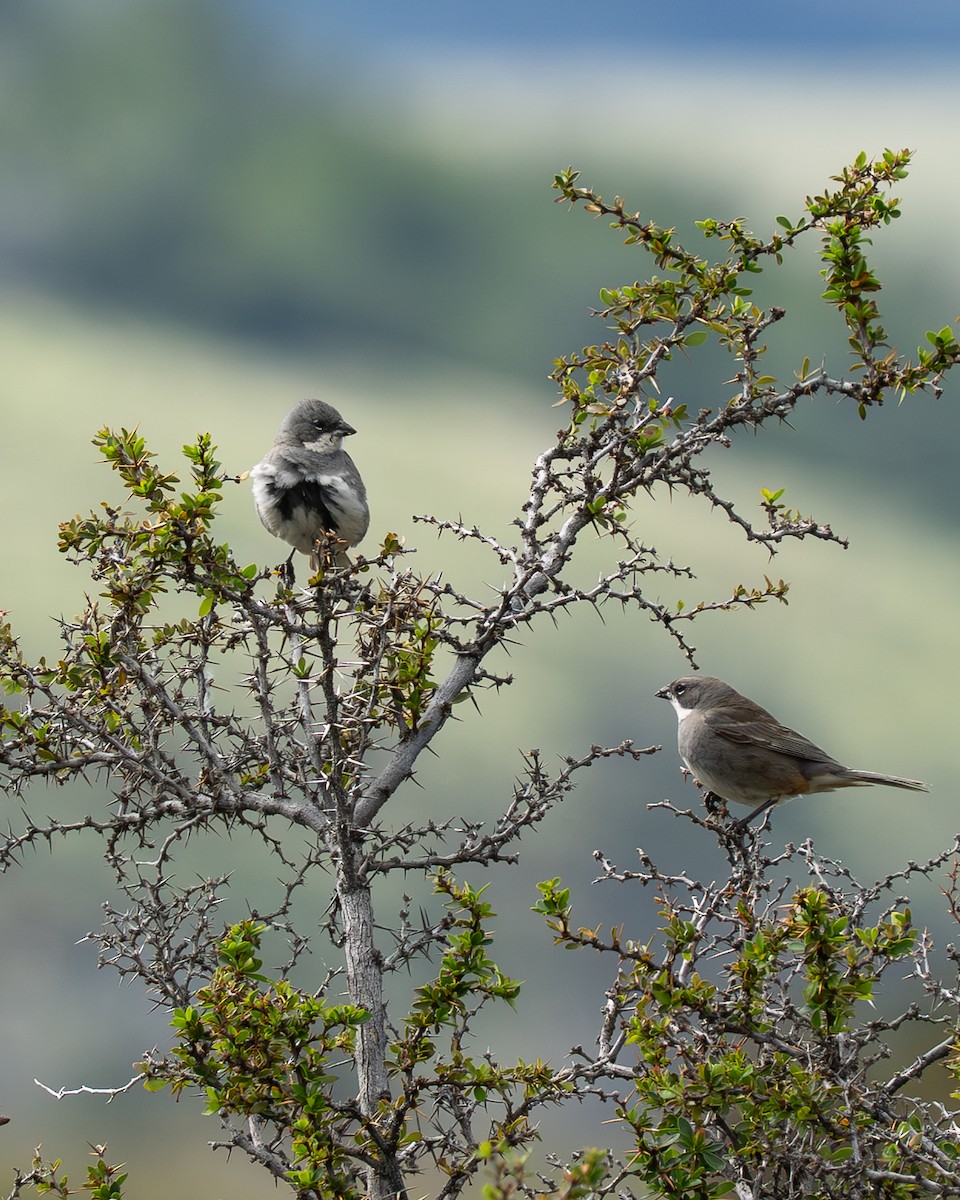 Duika İspinozu - ML646912115