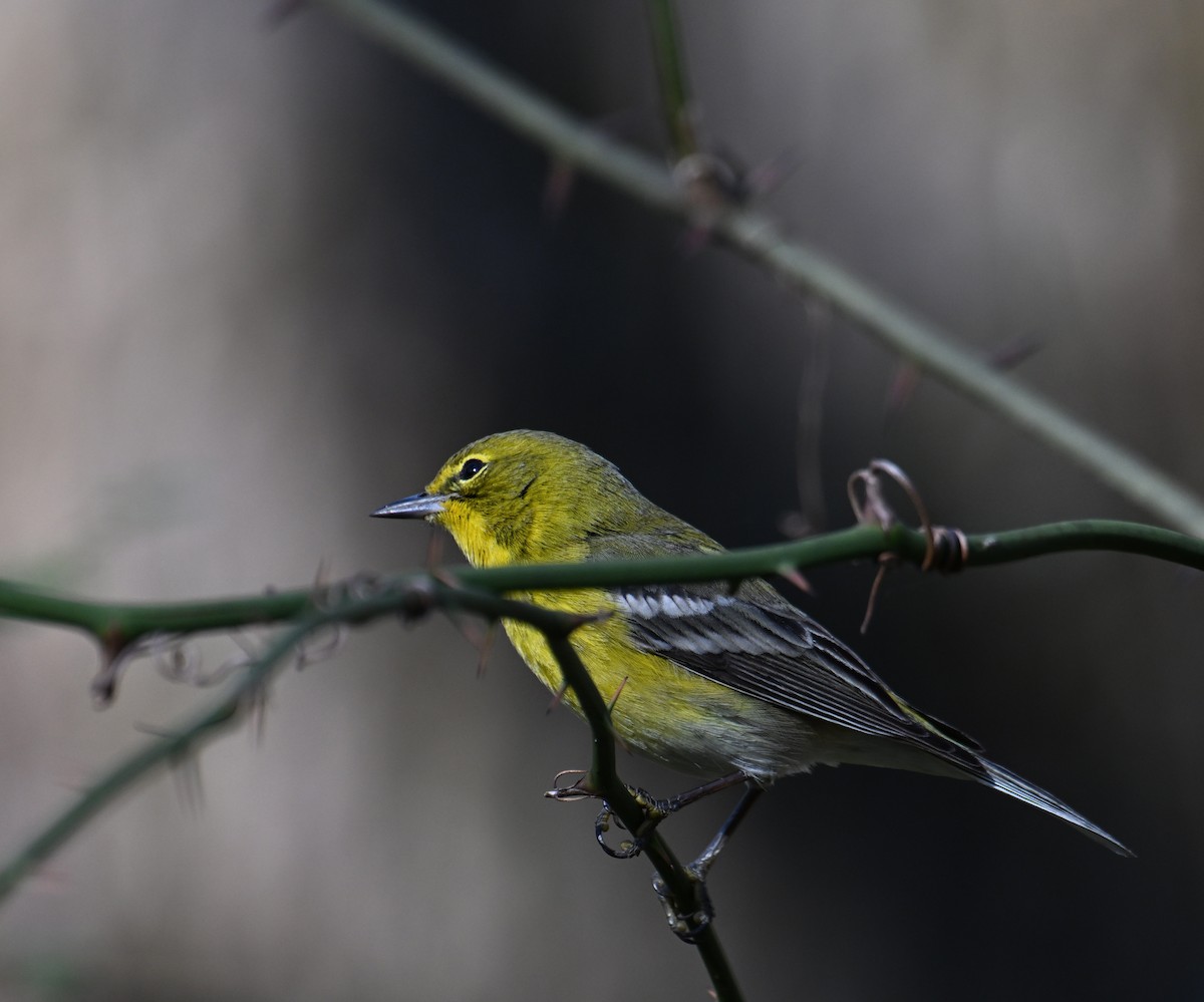 Сосновая древесница - ML646912118