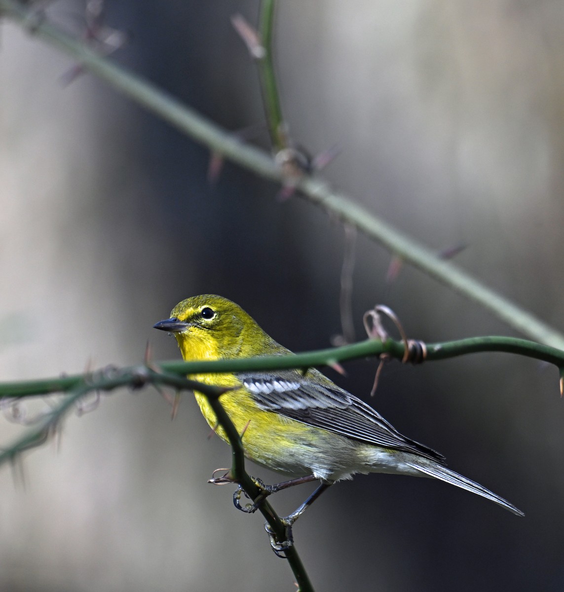 Сосновая древесница - ML646912119