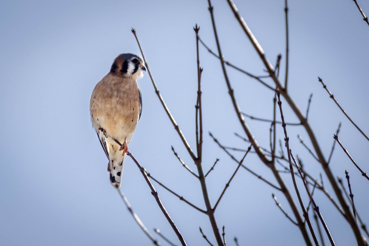 Cernícalo Americano - ML646912121