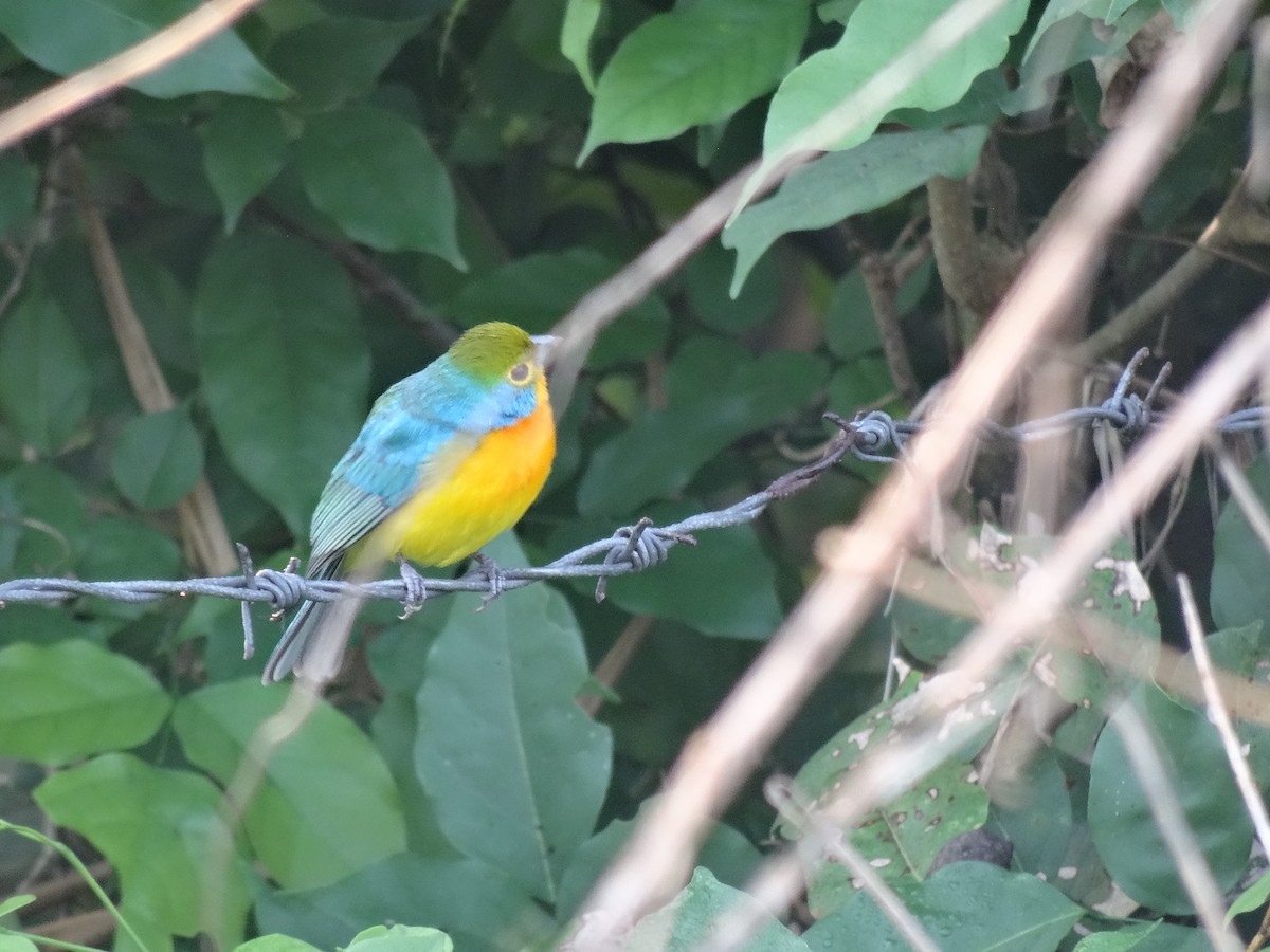 Orange-breasted Bunting - ML646912124