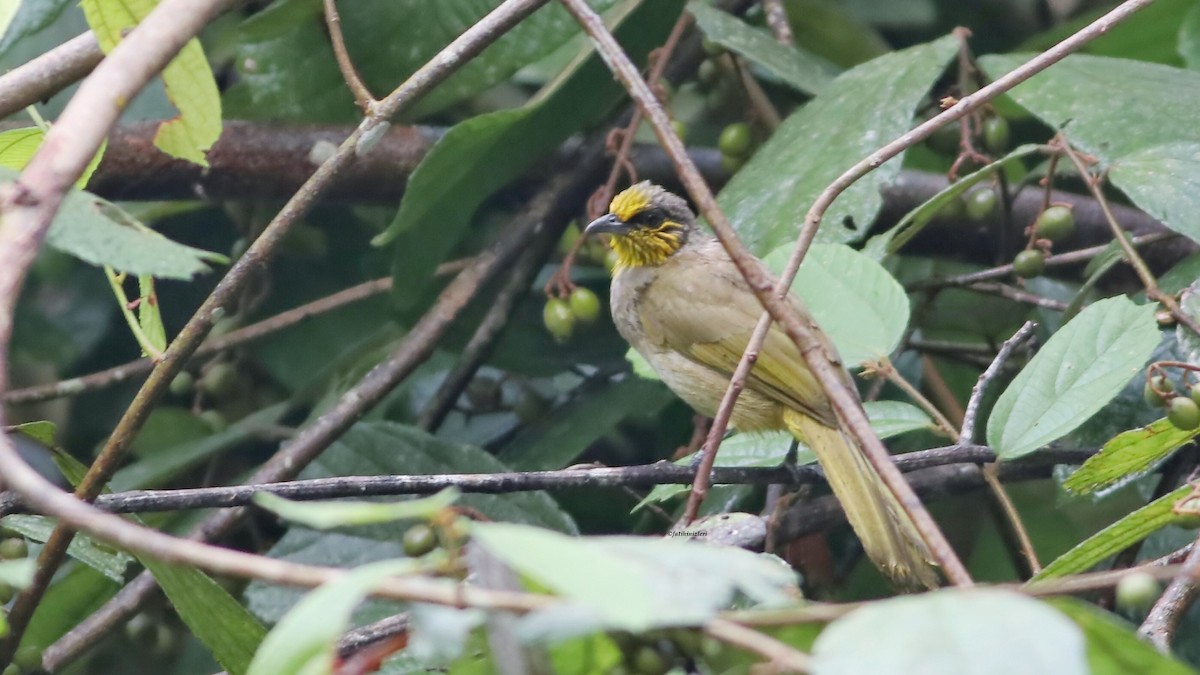 Stripe-throated Bulbul - ML646912126