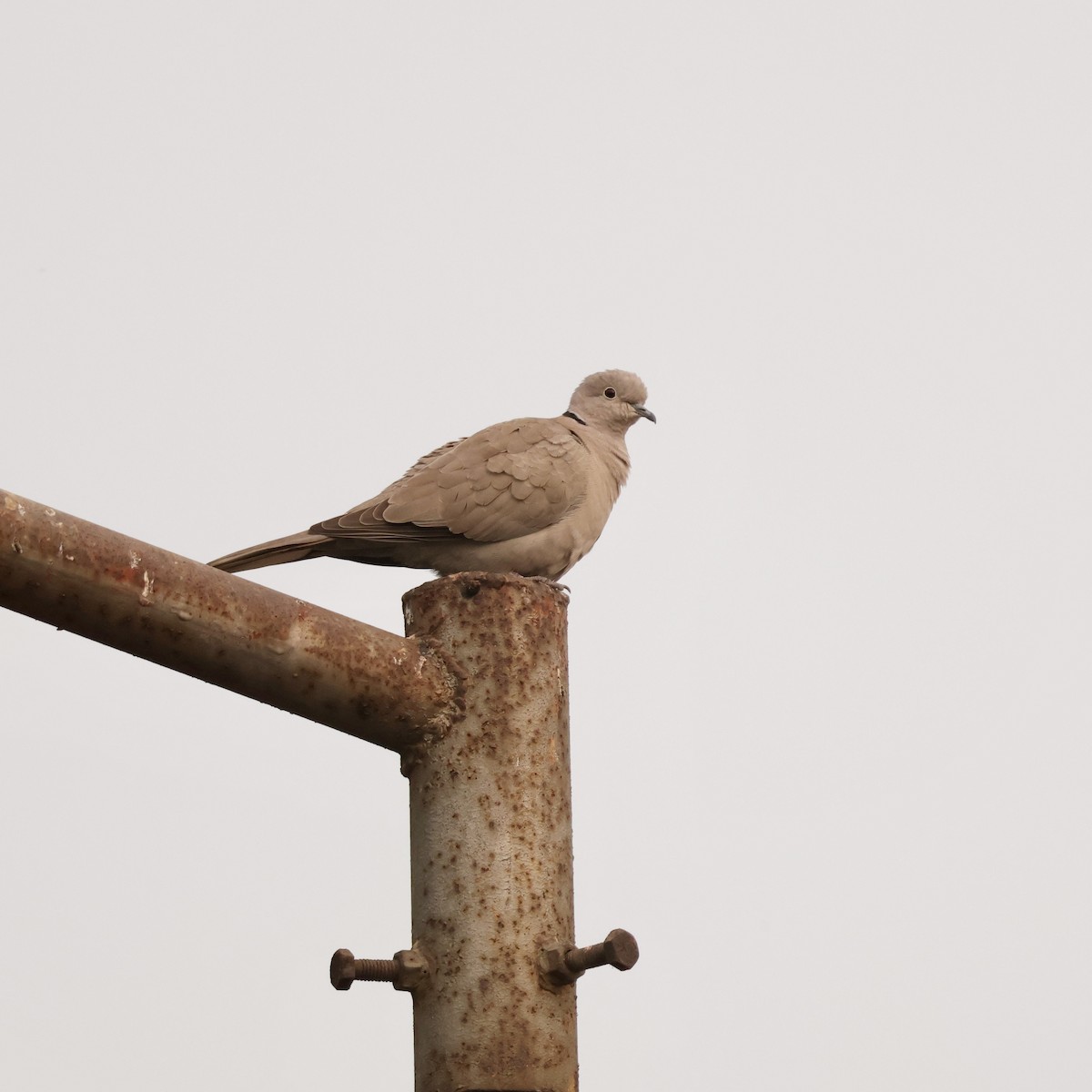 Буулгат хүүрзгэнэ - ML646912131