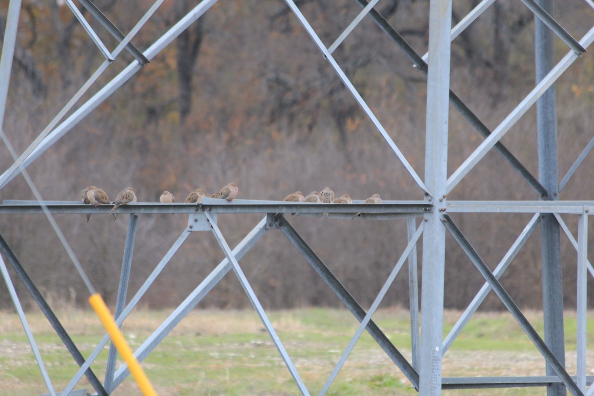 Mourning Dove - ML646912133