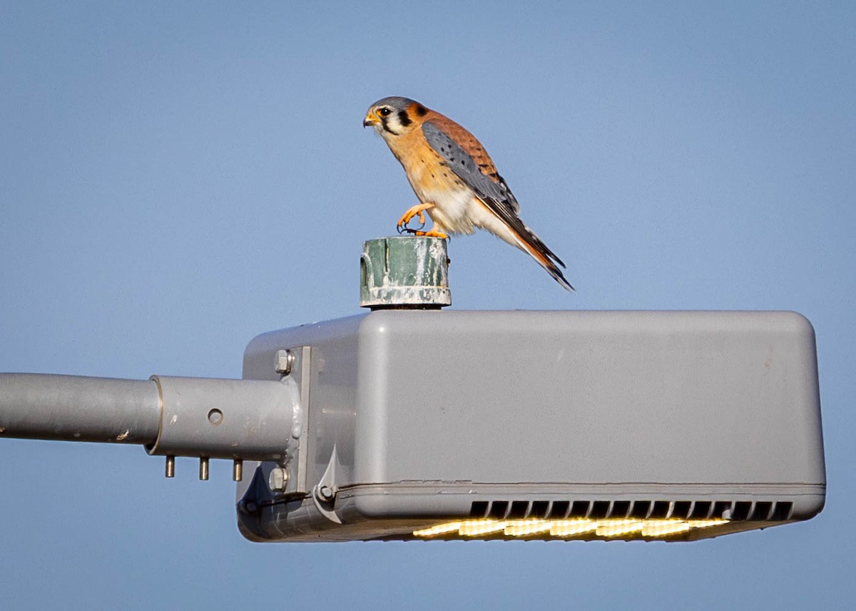 Cernícalo Americano - ML646912136