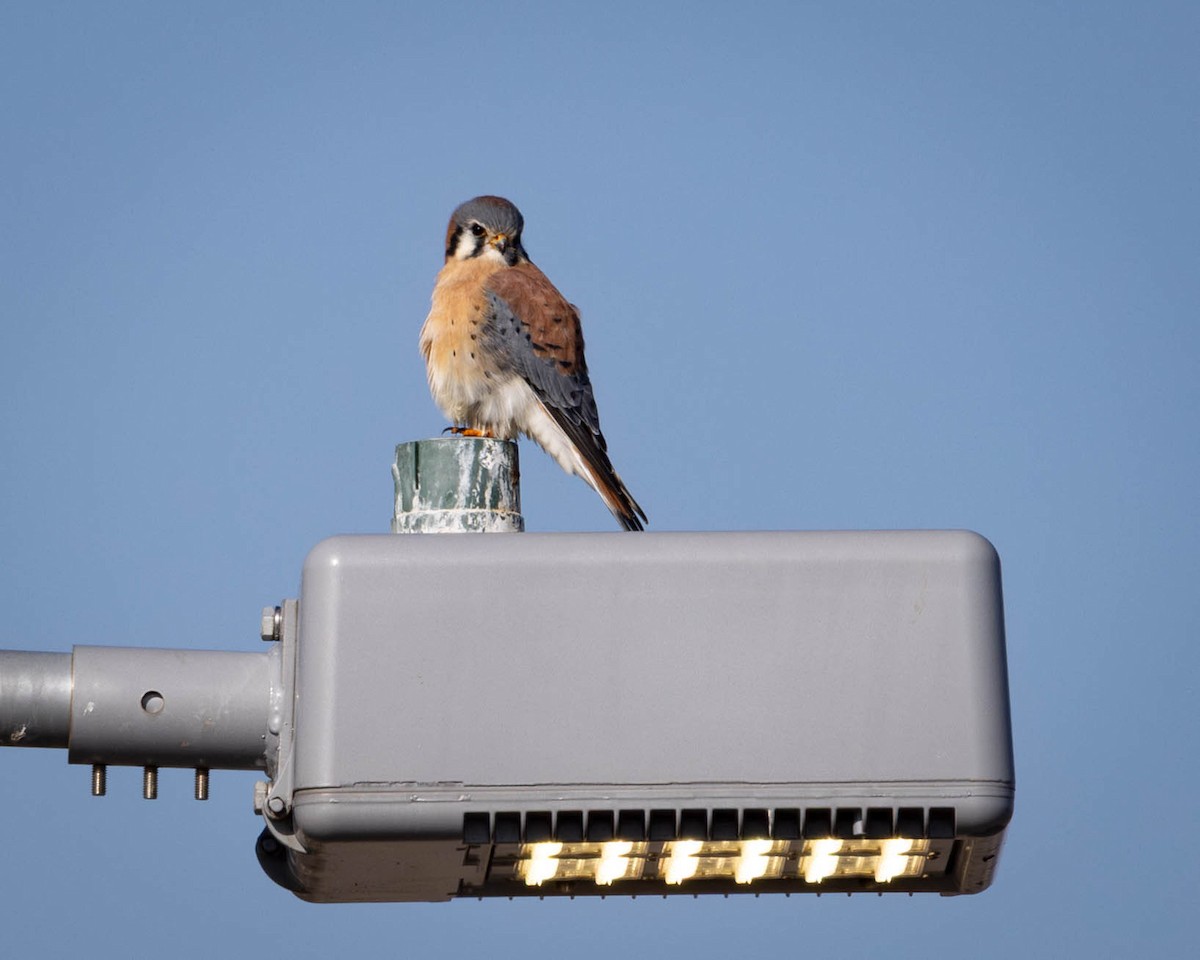 Cernícalo Americano - ML646912137