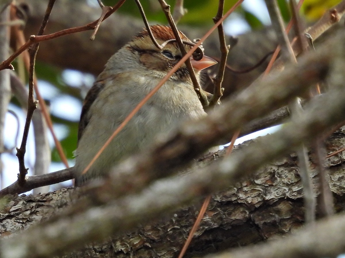 Chipping Sparrow - ML646912138