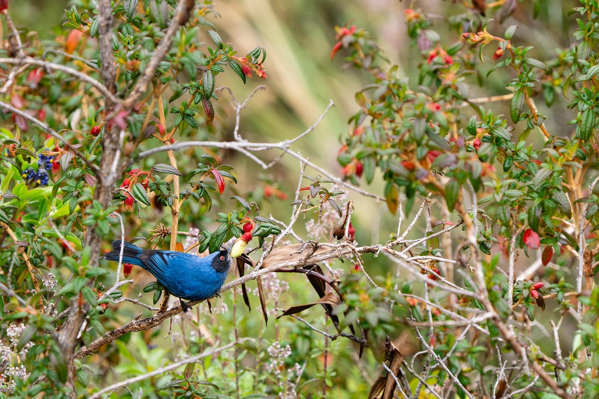 Масковый цветокол - ML646912139